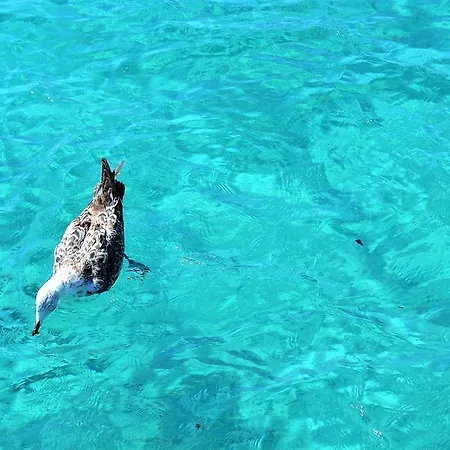 Porto Cervo-villa La Gjanda * Abbiadori